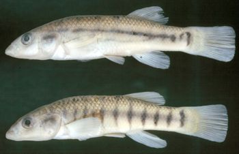 Media type: image; Ichthyology 58134